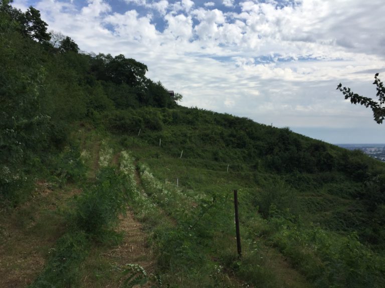 Fraktionsvorsitzender auf Sommertour in Zwingenberg